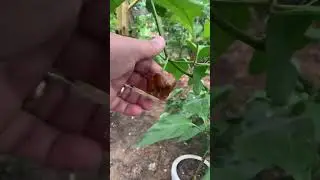 PIMENTA CAROLINA REAPER CHOCOLATE COLE&Ccedil;&Atilde;O 17 - PIMENTEIRAS EM VASOS 