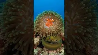 fish defends it's cub from predator #fish #predator #shorts