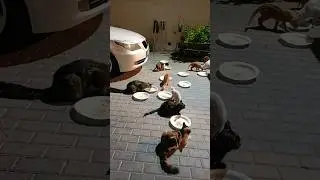 Feeding Street Cats 💔🐱 Homeless, Hungry & Freezing in the Cold #shorts
