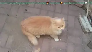 Видеть, как бездомные кошки находят еду в холодную зиму, &mdash; это для меня самое радостное событие.