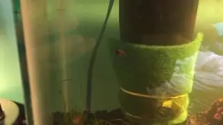 Pond Snails (Physa acuta) Defying Gravity Once Again!