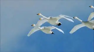Turning to Peace   -   Paul Schwartz
