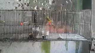 Como (yo) subo el celo a los jilgueros argentino para la cria.