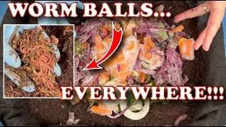 80 Days in My Outdoor Worm Bin… WORM BALLS Everywhere! Should I Harvest?! | Vermicompost Worm Farm