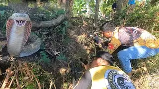 MABANGIS NA COBRA INUBOS ANG KAMANDAG SA GALIT