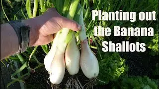 Allotment Diary : Planting Banana Shallots & Quick Tour