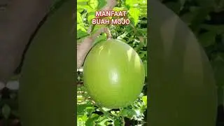INILAH MANFAAT BUAH MOJO UNTUK KESEHATAN #kehidupan #kesehatan #tipssehat #herbal