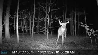 Our Backyard Animals Trail Camera - Close Up of Buck, Deer, Pack of Coyotes, and Cute Raccoons