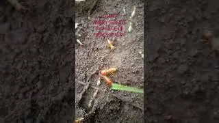 GIANT TERMITE ANGERED