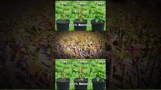 grow rose plant cutting #shorts #rose #plants