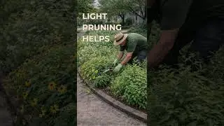 Why HOA Complaints About Native Gardens Usually Happen in Summer