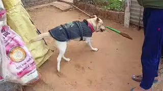🐶❤️✨ ll Bittu ll #vlog 