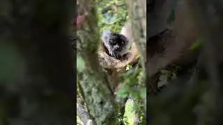 Sleepy lemur #cuteanimals