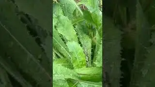All the medicine you need can be found in your backyard￼