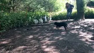 Devonairs Dot working ducks, 11 weeks old