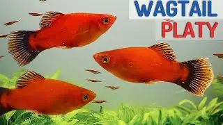 Red Wagtail Platy: Fish Species Profile | Care Guide (Xiphophorus maculatus)