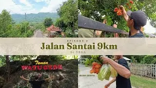 MENIKMATI PANEN BUAH GRATIS ! - Lumayan habis jalan 9KM bonusnya Buah-buahan hehe