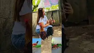 aseel hens and rooster #attamnasar50  #aseel #aseelmurga #ytshorts #youtubeshorts #shorts