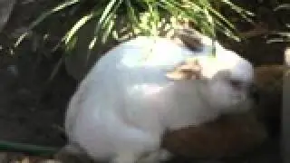 conejo y la gallina
