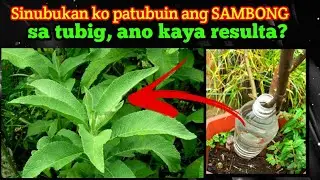PAANO PARAMIHIN ANG SAMBONG  GAMIT ANG TUBIG