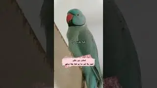 Kiwi Beta&rsquo;s Innocent Curiosity Is Too Cute to Handle 🐦