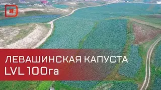 В Левашинском районе прошел День овощного поля