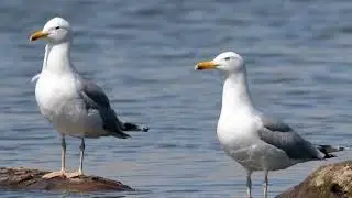 Yellow legged gull call