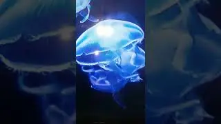 Bionic Jellyfish Underwater