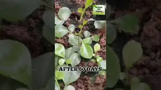 Grow Orange Jasmine/chinese Marvi/Madu Kamini/Muraya From Seed #SHORTS