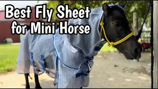 Best Fly Sheet for Mini Horse