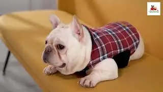 Kuoser Warm Dog Coat Review and Buying Guide #petgadgets