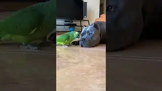 🦜💥 El Loro Provoc&oacute; al Perro&hellip; y Termin&oacute; en DESASTRE