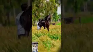 horse attitude status 💪 black horse status 🥰 #horse #viralreels