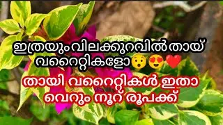 ഇത്രയും വിലക്കുറവിൽ തായ് വറൈറ്റികളോ😯😍തായി വറൈറ്റികൾ ഇതാ വെറും നൂറ് രൂപക്ക്🤩PH:8281121239#sale#thai 