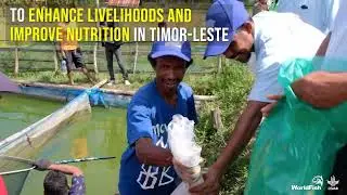Fish farming to improve incomes and nutrition in Timor-Leste