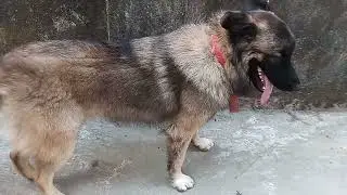 Grooming time with a Caucasian Ovcharka/German Shepherd mix