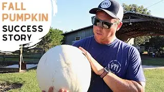 Growing White Pumpkins | Our Secret Method for Making it Work!