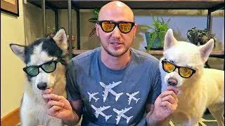 These Are No Ordinary Glasses - Zungle Panther