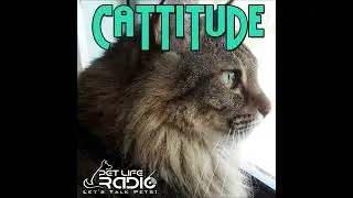 Cattitude - Introducing... Who, When, Wow!
