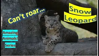 Snow Leopard facts 🐆 Ounce 🐆 native to the mountain ranges of Central and South Asia