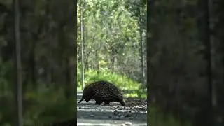 Anteater Sounds &ndash; Spinosha TV  #shorts  #animals