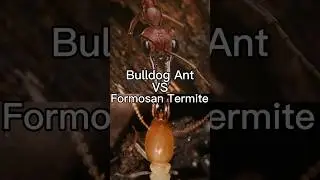 Bulldog Ant VS Formosan Termite 🐜🐜 #shorts #ants #termites #vs