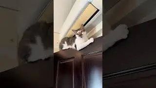 #cat #貓咪日常 #貓 #cutecat #catonstage
