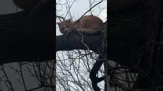 what's in that tree? #guardianangels #cat #unexpected