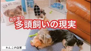 【多頭飼いの記録】子犬お迎え後初のケンカ？超絶ビビりで神経質な先住犬と天真爛漫な極小ヨーキーとの生活♪保存版【可愛いワンコの日常】【ペットと夫婦の暮らし】【Yorkshire terrier】
