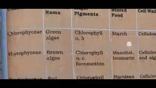 Plusone Botany Plant Kingdom focus area based notes in simple language very easy to study🔥🔥🔥