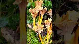 Лисичка трубчатая или воронковидная #boletus #грибы2024 #mushroom #grzyby