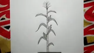 How to draw corn tree || draw vutta tree || how to draw maize plant || ভুট্টাগাছ অঙ্কন || easy draw
