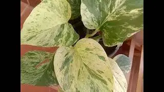 Epipremnum aureum|Pothos| Devil's Ivy|Devil's vine|Money plant|Marble queen|Snow queen|Lucky plant