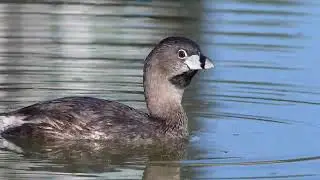 Pie-billed Grebe vocalizing at Issaquah Highlands stormwater pond stormwater pond on 2025-08-10